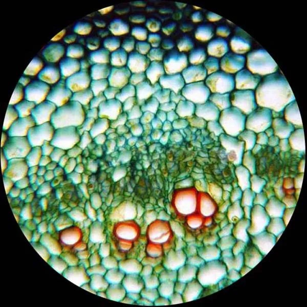 AmScope B120 Series Student & Professional LED Binocular Compound Microscope w/Siedentopf Head, 3D Mechanical Stage & Optional Digital Camera